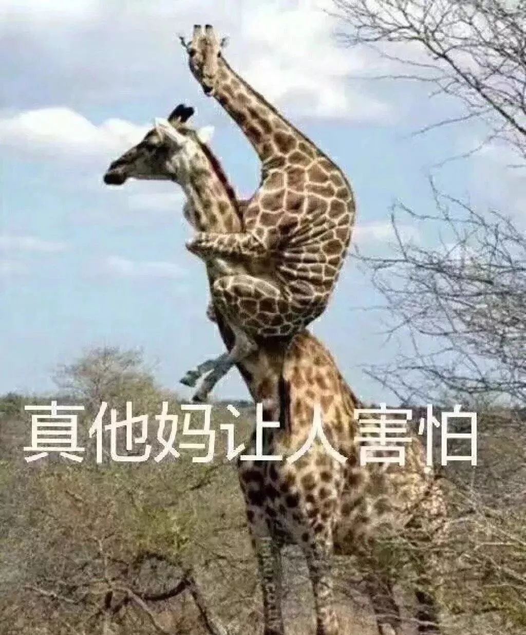 王中王四不像与神秘生肖的传奇故事，王中王四不像与神秘生肖的奇幻传说