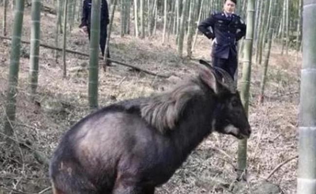 王中王四不像，猜一肖——探寻神秘生肖之谜，神秘生肖揭秘，猜谜中的‘王中王四不像’生肖