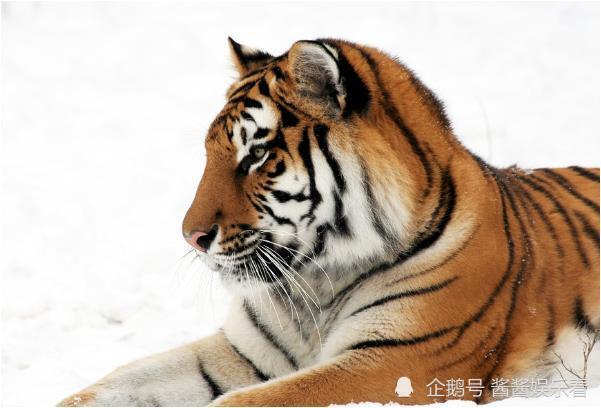 虎头王中王打一生肖——探寻生肖之王的神秘面纱，揭秘生肖之王虎头王中王的神秘面纱