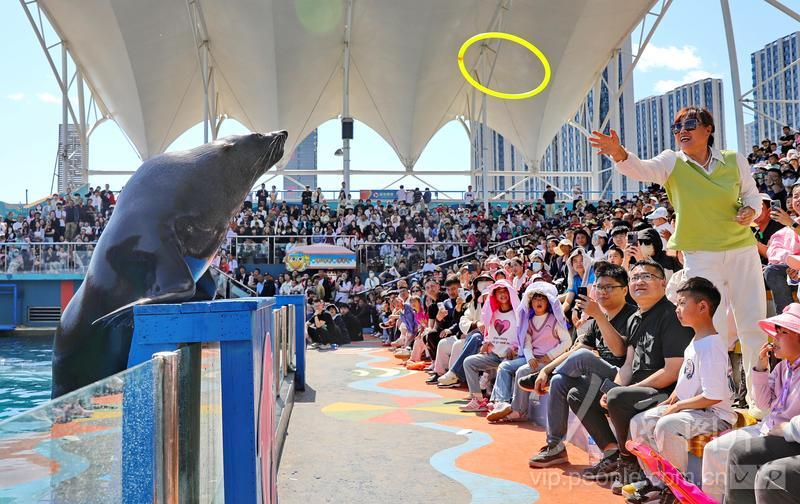 新澳2025今晚开奖结果揭晓,一场期待与激情的盛宴,新澳2025今晚开奖盛况揭晓,期待与激情之夜