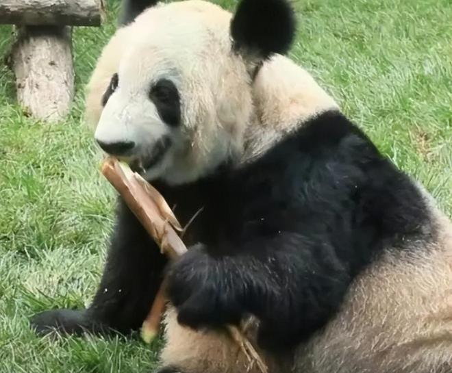 最新消息揭秘，熊猫丫丫是否已经回国？，熊猫丫丫最新消息，是否已回国揭晓？