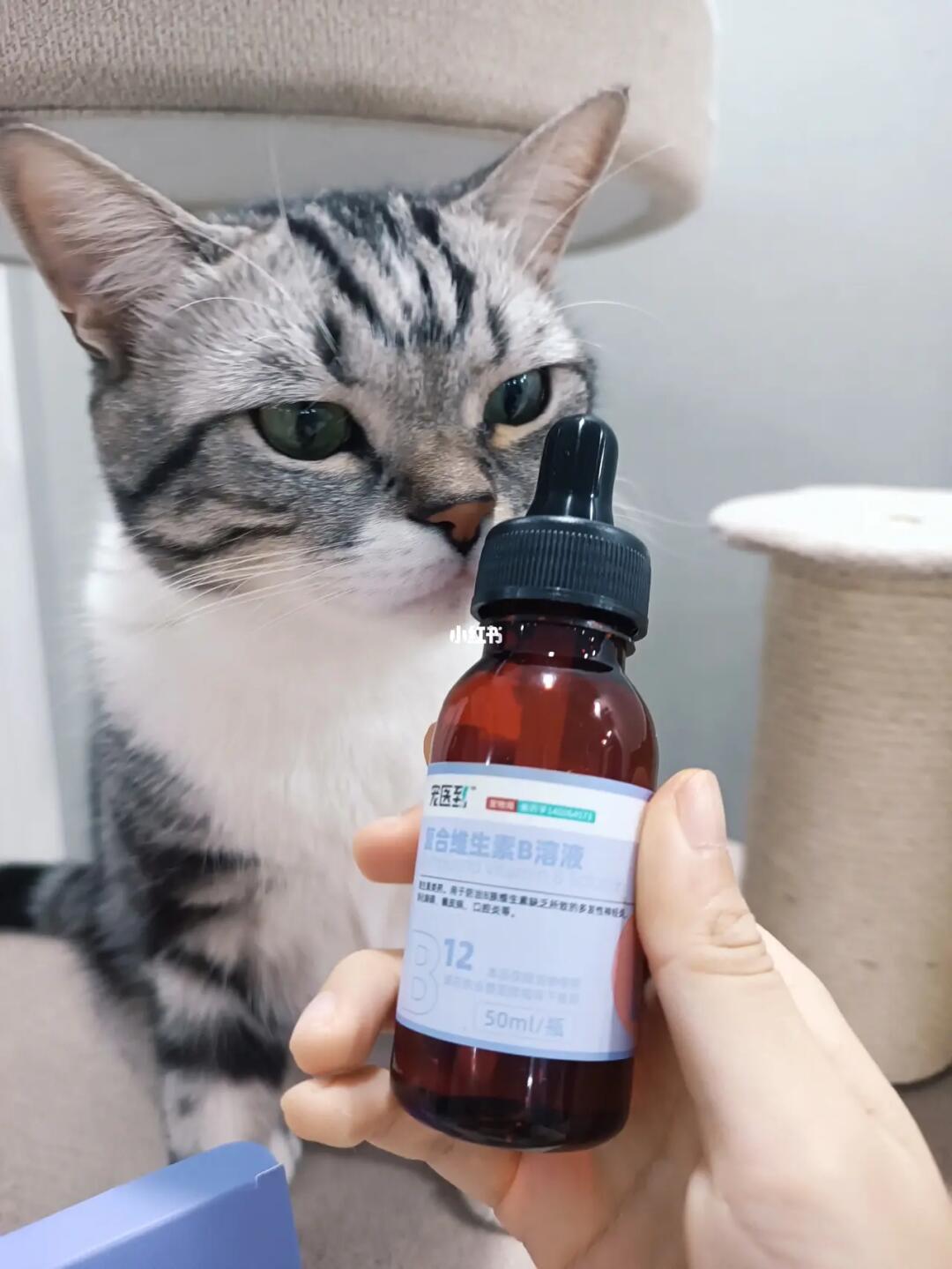 维生素B对猫咪美毛的功效与作用，维生素B对猫咪美毛的功效与重要性解析