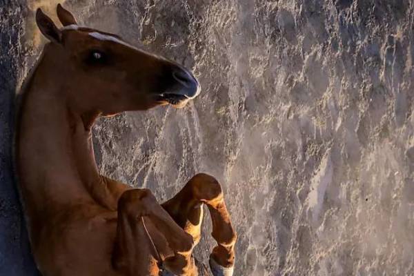 四不像王中王必一肖——神秘生肖传奇,神秘生肖传奇,四不像王中王必一肖