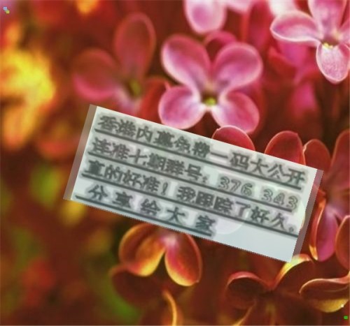 王中王四肖必中一肖，揭秘预测魅力与背后的逻辑，揭秘王中王四肖预测魅力与精准背后的逻辑秘诀