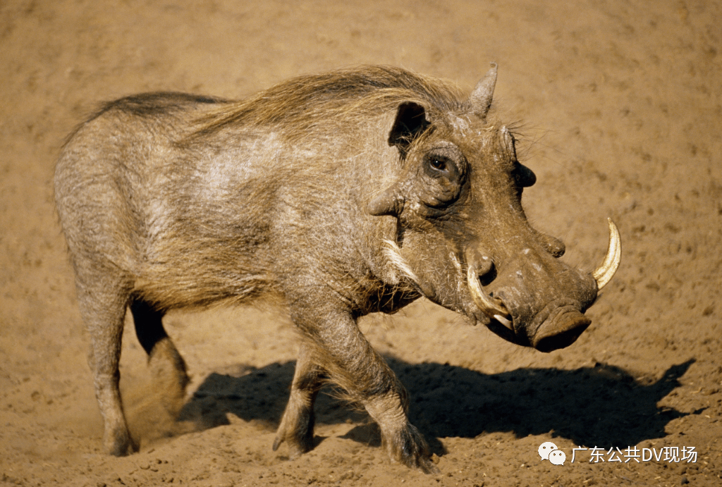 美国A-10疣猪火力压制视频，展现空中巨无霸的震撼力量，美国A-10疣猪空中火力压制，震撼力量展现空中霸主风采