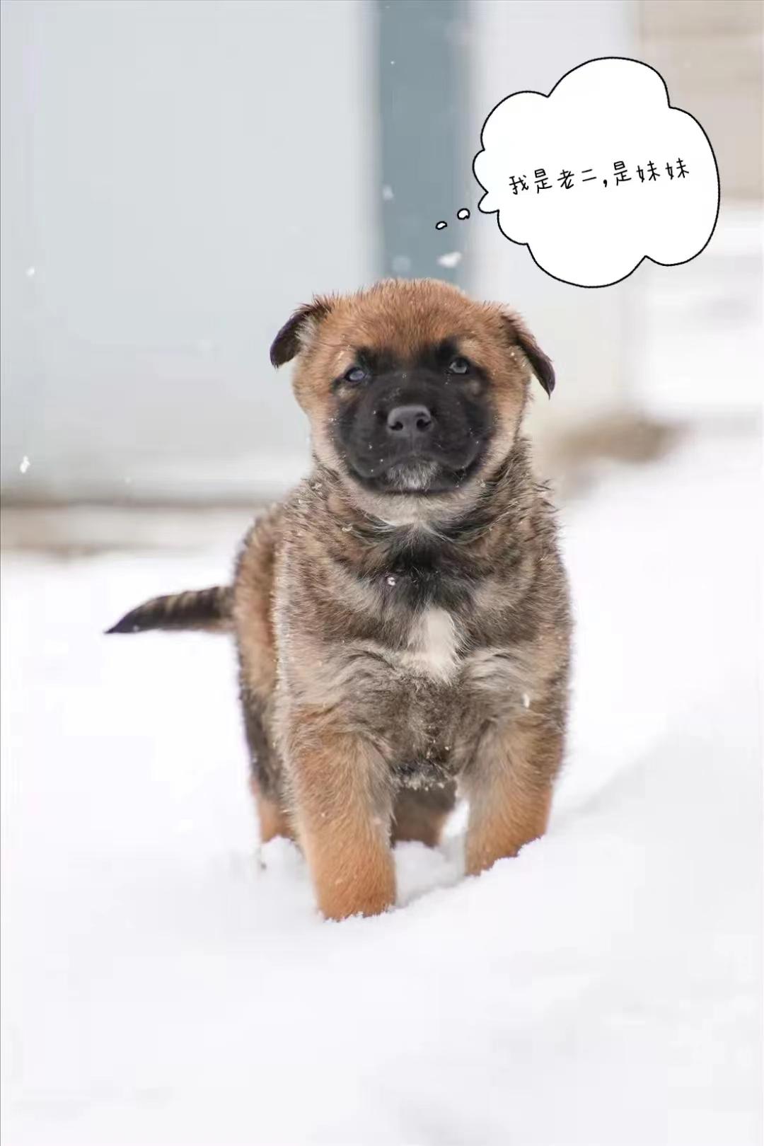 中国边防哨所的概况与数量解析,中国边防哨所的概况及数量深度解析