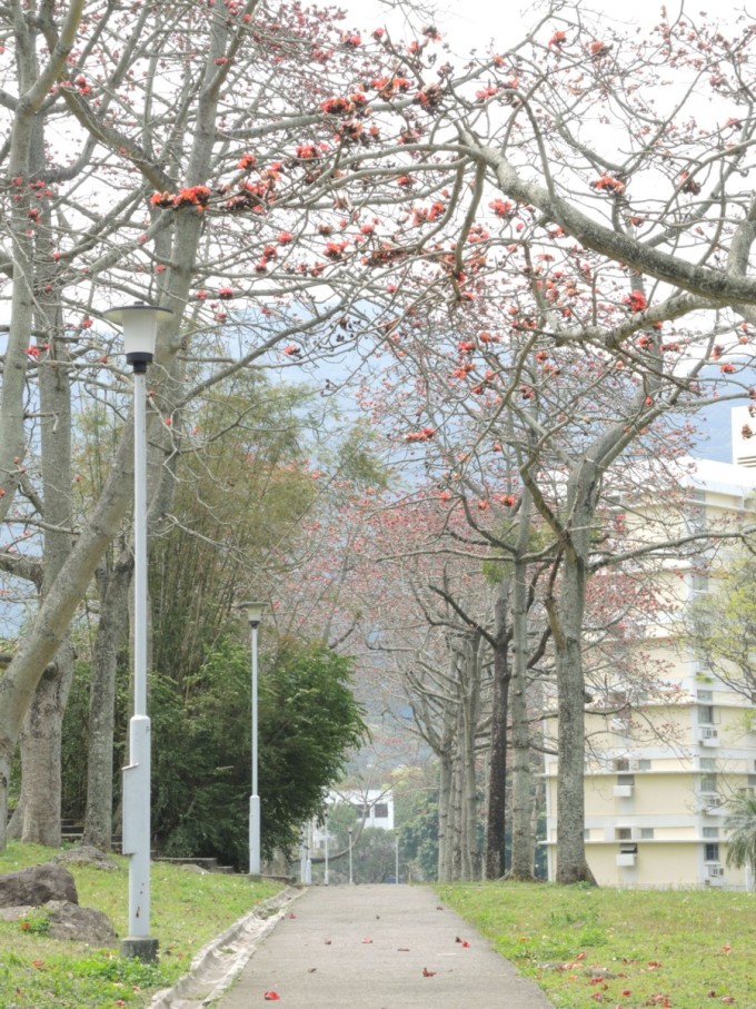 石岗军营木棉兰，历史与自然的交织之美，石岗军营木棉兰，历史与自然交织的绝美之境