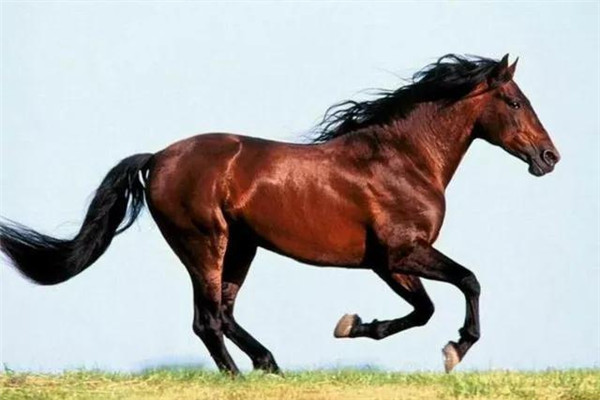 刘伯温平特一肖四不像,传奇人物与神秘预言的解读,刘伯温平特一肖四不像,传奇人物背后的预言与神秘解读