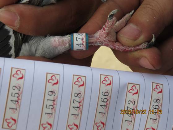 码王中王一肖平特图,数字世界里的王者风采,码王中王一肖平特图,数字世界的王者风采